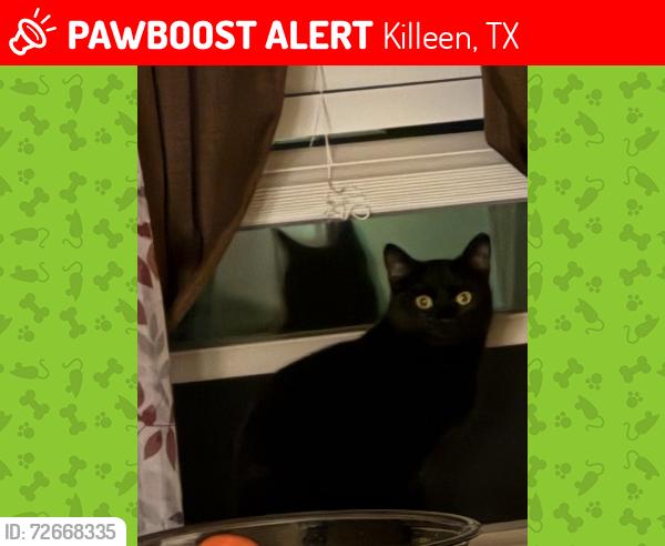 Lost Female Cat last seen By the Joseph L. Searles III stadium , Killeen, TX 76542