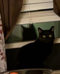 Lost Female Cat last seen By the Joseph L. Searles III stadium , Killeen, TX 76542