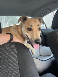 Found/Stray Male Dog last seen Lincoln brewery, Burbank, CA 91502