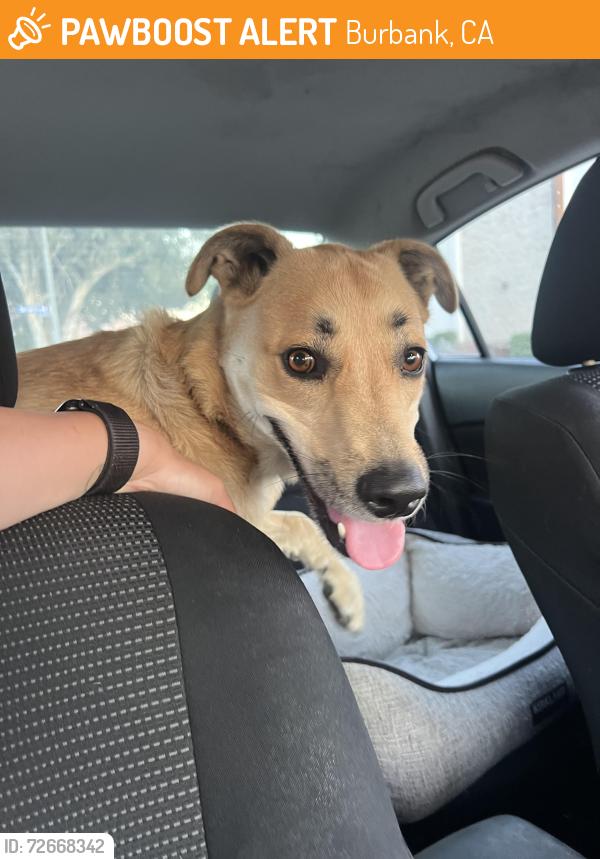 Found/Stray Male Dog last seen Lincoln brewery, Burbank, CA 91502