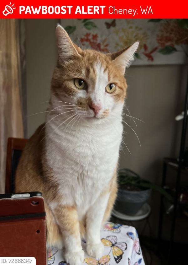 Lost Male Cat last seen Salnave, Cheney, WA 99004
