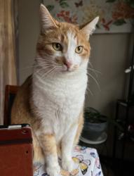 Lost Male Cat last seen Salnave, Cheney, WA 99004