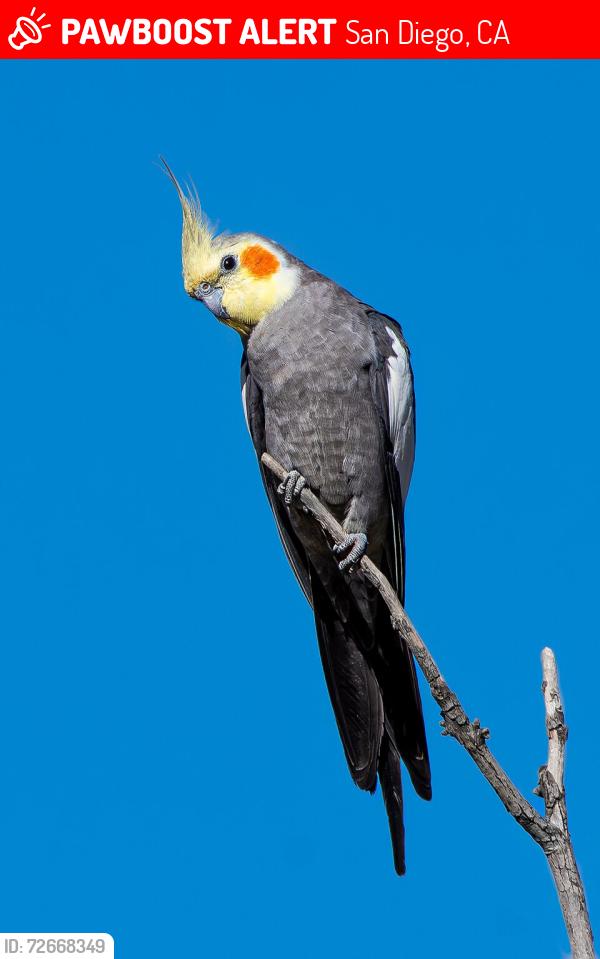 Lost Unknown Bird last seen elisa lane, 92128 Savannah Terrace cndmniums , San Diego, CA 92128