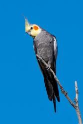 Lost Unknown Bird last seen elisa lane, 92128 Savannah Terrace cndmniums , San Diego, CA 92128