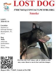 Lost Male Dog last seen 1st Street north, Birmingham, AL 35206