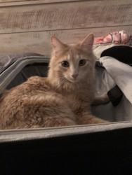 Lost Male Cat last seen Day Ave, Bakersfield, CA 93308
