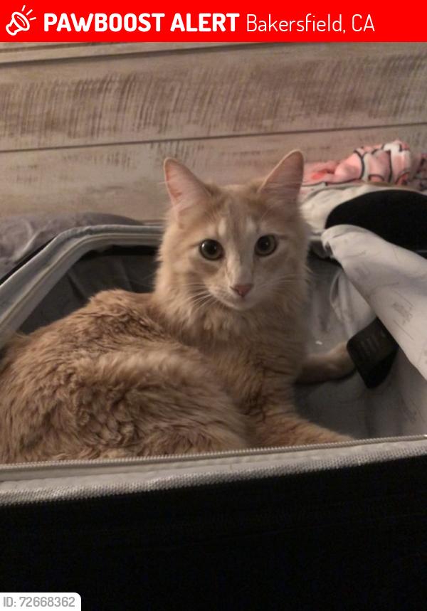 Lost Male Cat last seen Day Ave, Bakersfield, CA 93308