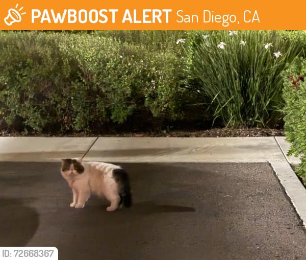 Found/Stray Unknown Cat last seen Camino santander, 92130, San Diego, CA 92130