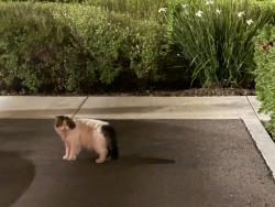 Found/Stray Unknown Cat last seen Camino santander, 92130, San Diego, CA 92130