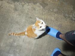 Found/Stray Unknown Cat last seen Motel 6 Chula Vista , Chula Vista, CA 91910