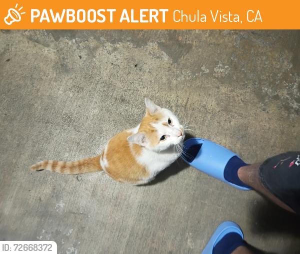 Found/Stray Unknown Cat last seen Motel 6 Chula Vista , Chula Vista, CA 91910