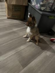 Found/Stray Male Dog last seen Water st, Milwaukee, WI 53202