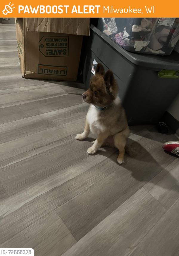 Found/Stray Male Dog last seen Water st, Milwaukee, WI 53202