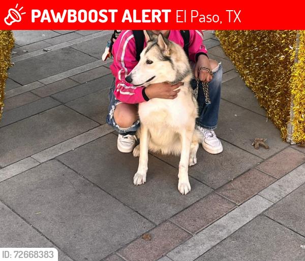 Lost Male Dog last seen Frederick rd y ataka st , El Paso, TX 79905