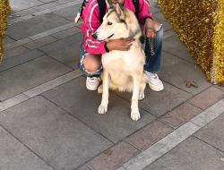 Lost Male Dog last seen Frederick rd y ataka st , El Paso, TX 79905