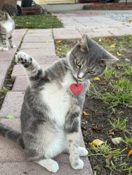 Lost Female Cat last seen Ladera Vista Junior High and Commonwelath Elementary, Fullerton, CA 92831