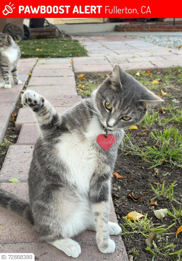 Lost Female Cat last seen Ladera Vista Junior High and Commonwelath Elementary, Fullerton, CA 92831