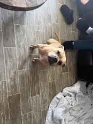 Found/Stray Female Dog last seen reily rd, Fayetteville, NC 28304