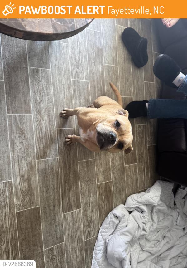 Found/Stray Female Dog last seen reily rd, Fayetteville, NC 28304