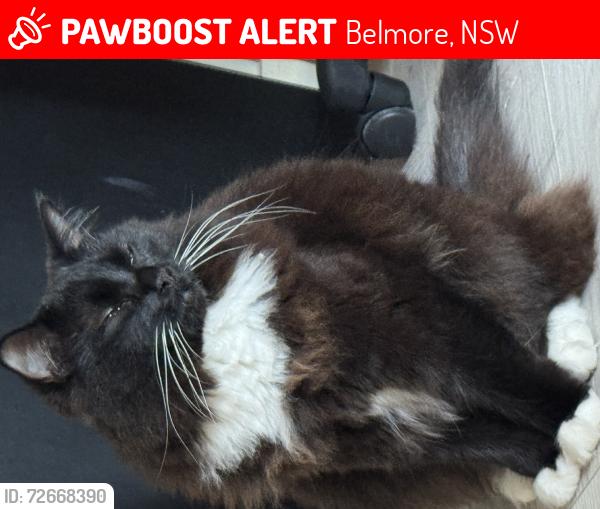 Lost Male Cat last seen Anderson street, Belmore, NSW 2192