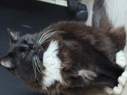 Lost Male Cat last seen Anderson street, Belmore, NSW 2192