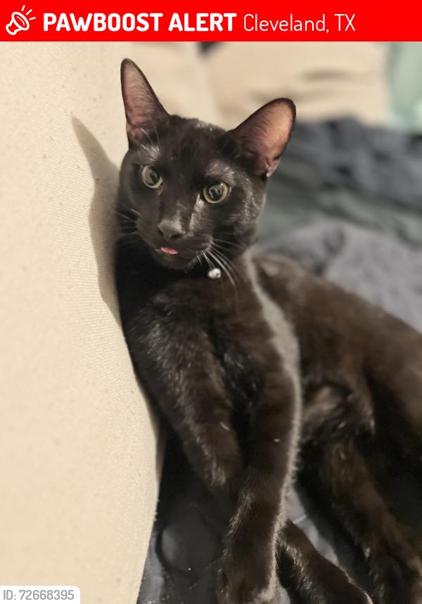 Lost Male Cat last seen Community drive, Cleveland, TX 77327