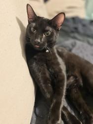 Lost Male Cat last seen Community drive , Cleveland, TX 77327