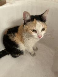 Found/Stray Female Cat last seen Russell & Jones by seven eleven, Las Vegas, NV 89118