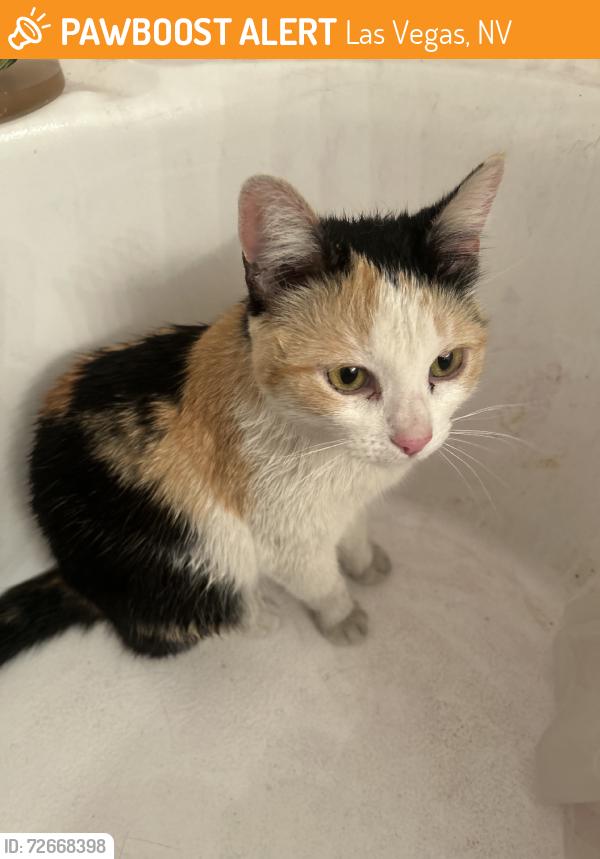 Found/Stray Female Cat last seen Russell & Jones by seven eleven, Las Vegas, NV 89118