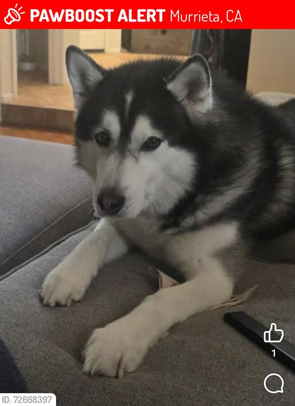 Lost Male Dog last seen Last seen around Murrieta Hot Springs and TownviewAvenue , Murrieta, CA 92563