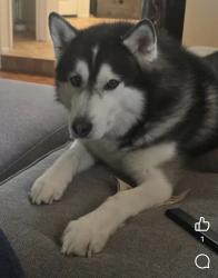 Lost Male Dog last seen Last seen around Murrieta Hot Springs and TownviewAvenue , Murrieta, CA 92563
