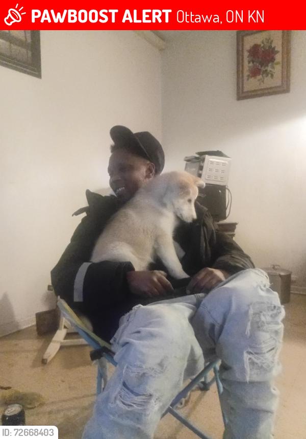 Lost Female Dog last seen King edward and york street, Ottawa, ON K1N