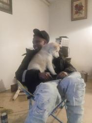 Lost Female Dog last seen King edward and york street, Ottawa, ON K1N