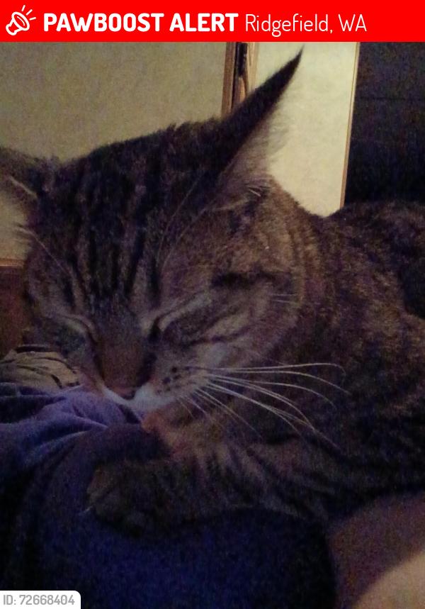 Lost Male Cat last seen Paradise point , Ridgefield, WA 98642