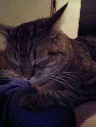 Lost Male Cat last seen Paradise point , Ridgefield, WA 98642