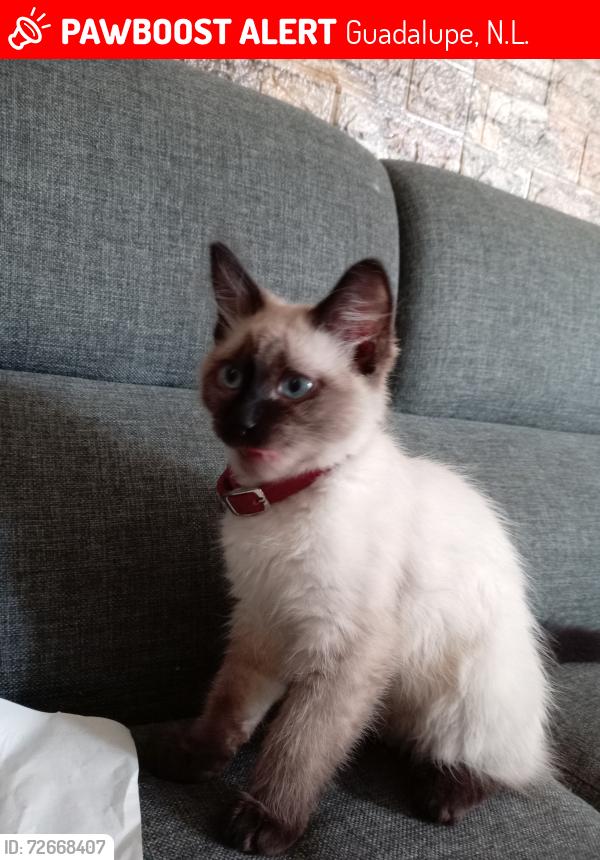 Lost Female Cat last seen Faisanes Eldorado , Guadalupe, N.L. 67169