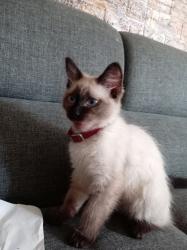 Lost Female Cat last seen Faisanes Eldorado , Guadalupe, N.L. 67169