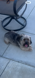 Lost Male Dog last seen Saticoy, vineland, Los Angeles, CA 91352