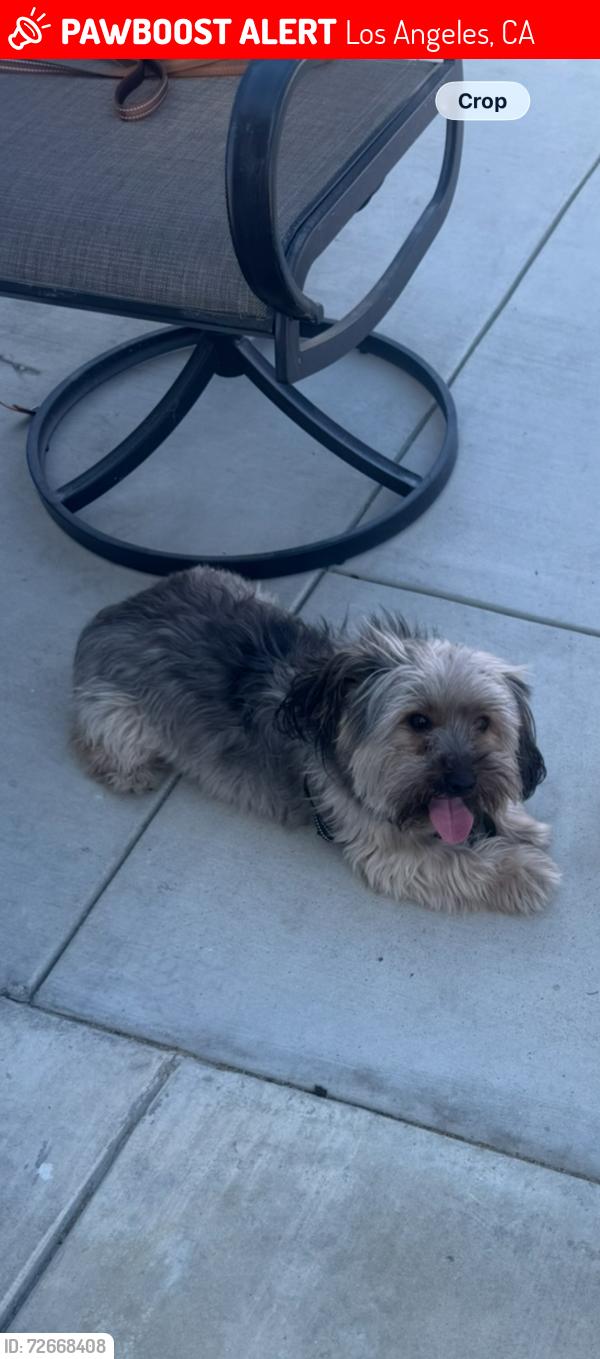 Lost Male Dog last seen Saticoy, vineland, Los Angeles, CA 91352
