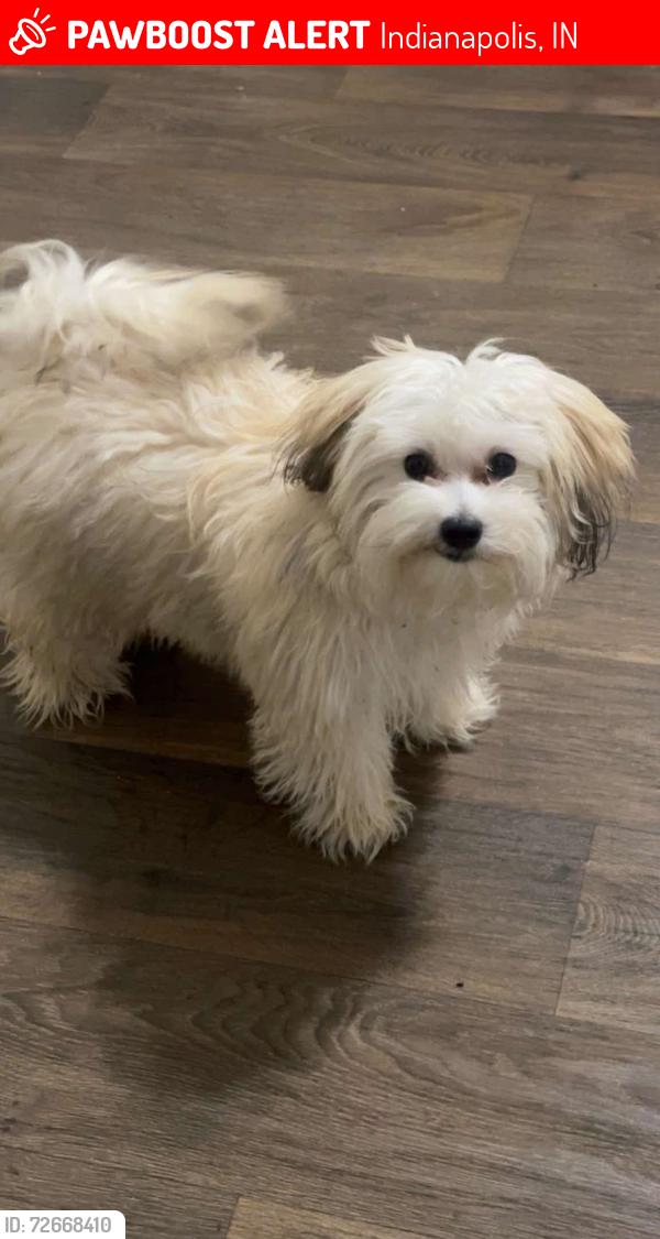 Lost Male Dog last seen West side , Indianapolis, IN 46224