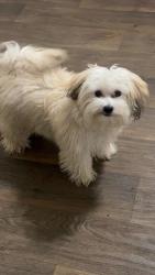 Lost Male Dog last seen West side , Indianapolis, IN 46224