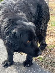 Found/Stray Female Dog last seen Lincolnshire , Crossville, TN 38555