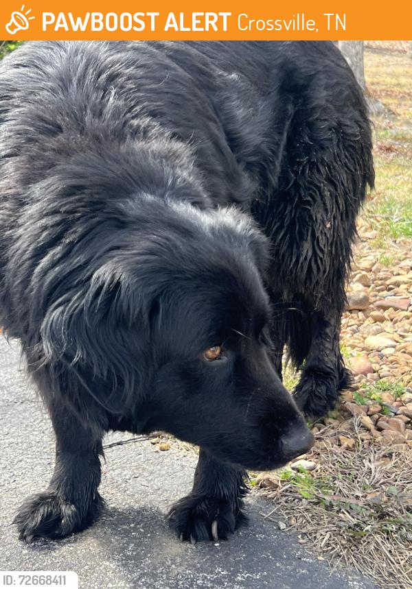 Found/Stray Female Dog last seen Lincolnshire , Crossville, TN 38555