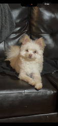 Lost Male Dog last seen Hydroplane dr, Middle River, MD 21220