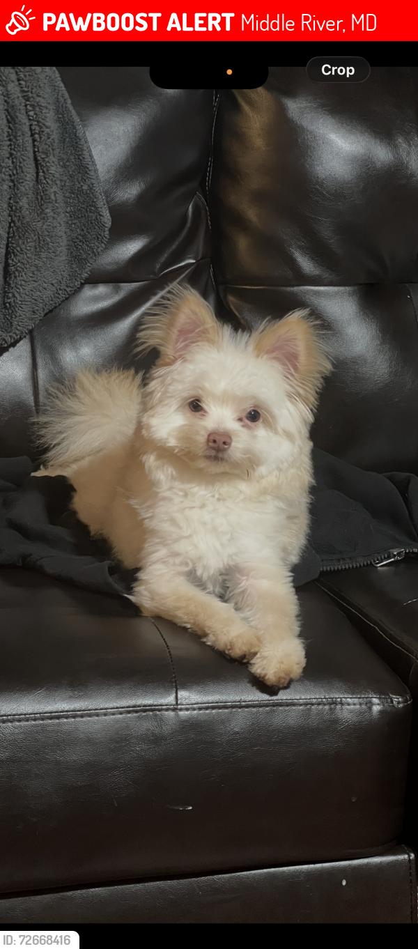 Lost Male Dog last seen Hydroplane dr, Middle River, MD 21220