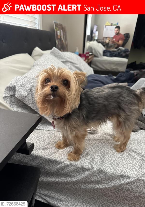 Lost Female Dog last seen West wind capital drive-ins , San Jose, CA 95136