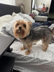 Lost Female Dog last seen West wind capital drive-ins , San Jose, CA 95136