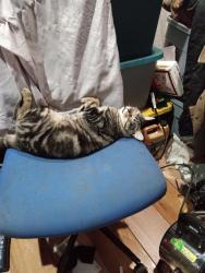 Lost Male Cat last seen sandy ave, Portland, OR 97220