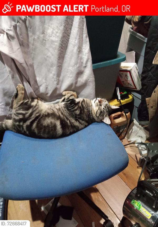 Lost Male Cat last seen sandy ave, Portland, OR 97220
