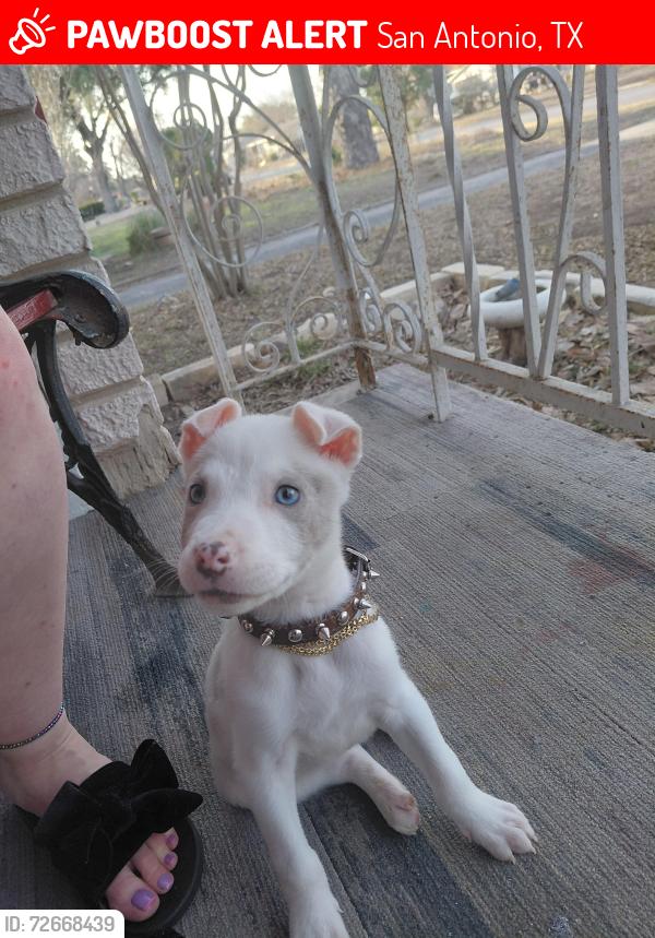 Lost Male Dog last seen Woodlawn, San Antonio, TX 78201